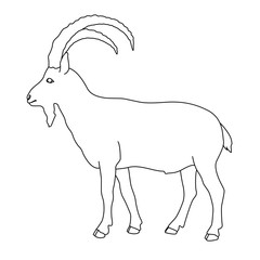 Siberian mountain goat black line drawing 