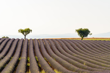 A tree in the middle of a lavenders field in Provence