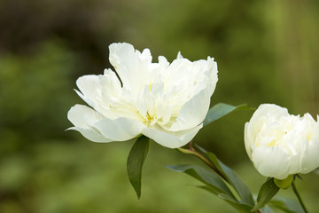 Obraz premium White peony