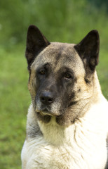 American Akita