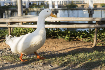 White ducks walking