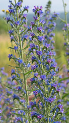 Obraz premium Natternkopf, Echium vulgare