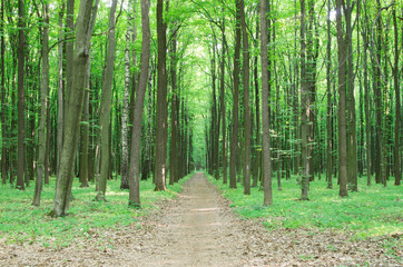 forest landscape in the morning