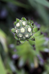 Hauswurz, Blütenstand mit Knospen