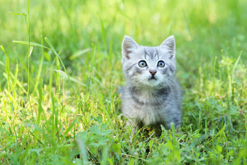 Naklejka na ściany i meble Beautiful little cat in green grass, outdoors