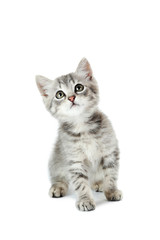 Beautiful cat isolated on white background