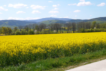 Radweg am Feld