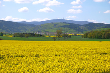 Rapsfeld im Harzvorland