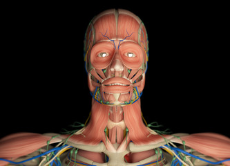 Human muscular vascular, lymphatic and nervous system. 3D illustration.
