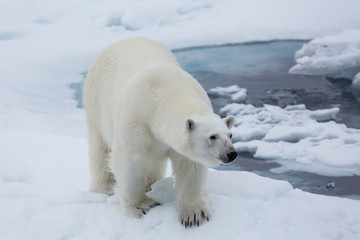 Fototapeta na wymiar Eisbär, Eisbären, Packeis, Eis, Spitzbergen, Artik, Polarkreis, Nordpol, Norwegen, Tier, Säugetier, Wasser
