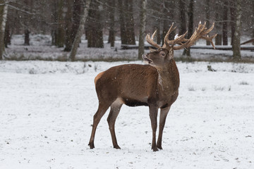 red deer in winter