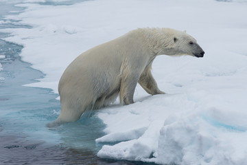 Plakat Eisbär, Eisbären, Packeis, Eis, Spitzbergen, Artik, Polarkreis, Nordpol, Norwegen, Tier, Säugetier, Wasser