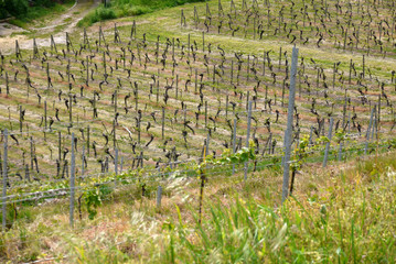 Seußlitzer Schloßberg