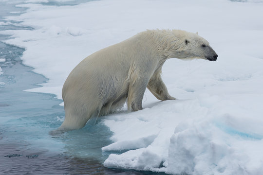 Eisbär, Eisbären, Packeis, Eis, Spitzbergen, Artik, Polarkreis, Nordpol, Norwegen, Tier, Säugetier, Wasser