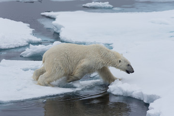 Eisbär, Eisbären, Packeis, Eis, Spitzbergen, Artik, Polarkreis, Nordpol, Norwegen, Tier, Säugetier, Wasser