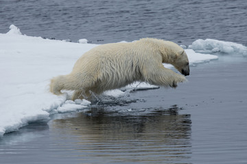 Eisbär, Eisbären, Packeis, Eis, Spitzbergen, Artik, Polarkreis, Nordpol, Norwegen, Tier,...