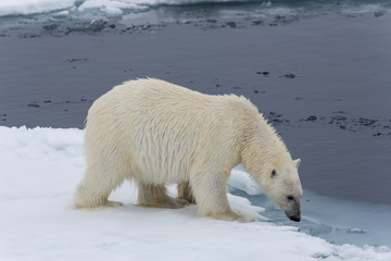 Eisbär, Eisbären, Packeis, Eis, Spitzbergen, Artik, Polarkreis, Nordpol, Norwegen, Tier, Säugetier, Wasser