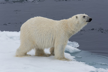 Eisbär, Eisbären, Packeis, Eis, Spitzbergen, Artik, Polarkreis, Nordpol, Norwegen, Tier,...