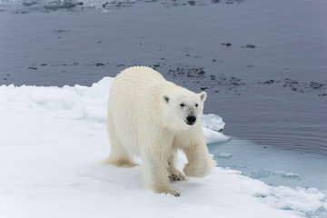 Obraz na płótnie Canvas Eisbär, Eisbären, Packeis, Eis, Spitzbergen, Norwegen, Tier, Säugetier, Wasser
