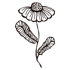 Vector illustration of hand drawn flower with leaves isolated on the white background. Inc drawing