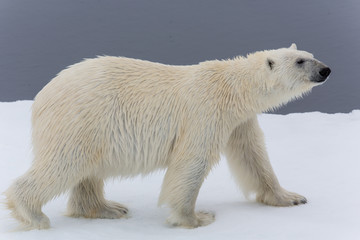 Eisbär, Eisbären, Packeis, Eis, Spitzbergen, Norwegen, Tier, Säugetier, Wasser