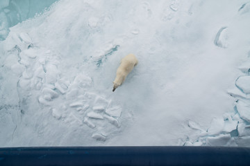 Eisbär, Eisbären, Packeis, Eis, Spitzbergen, Norwegen, Tier, Säugetier, Wasser