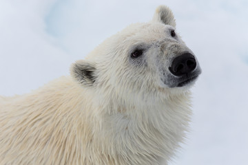 Eisbär, Eisbären, Packeis, Eis, Spitzbergen, Norwegen, Tier, Säugetier, Wasser