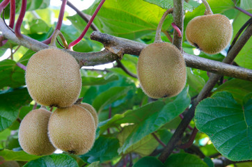 Kiwi shrub