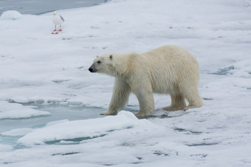 Plakat Eisbär, Eisbären, Packeis, Eis, Spitzbergen, Norwegen, Tier, Säugetier, Wasser