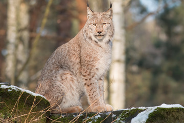 watchful lynx