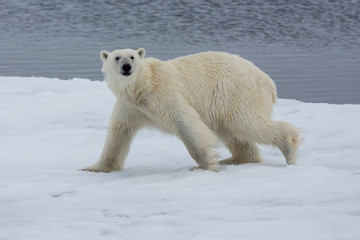 Plakat Eisbär, Eisbären, Packeis, Eis, Spitzbergen, Norwegen, Tier, Säugetier, Wasser