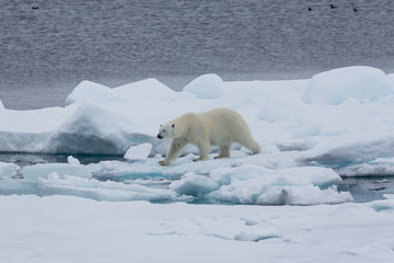 Eisb&auml;r, Eisb&auml;ren, Packeis, Eis, Spitzbergen, Norwegen, Tier, S&auml;ugetier, Wasser
