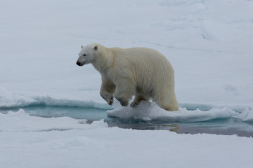 Fototapeta na wymiar Eisbär, Eisbären, Packeis, Eis, Spitzbergen, Norwegen, Tier, Säugetier, Wasser
