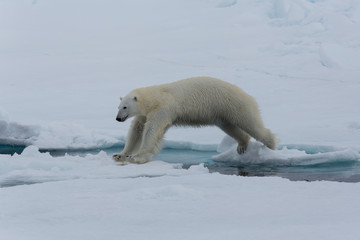 Eisb&auml;r, Eisb&auml;ren, Packeis, Eis, Spitzbergen, Norwegen, Tier, S&auml;ugetier, Wasser