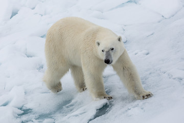 Obraz na płótnie Canvas Eisbär, Eisbären, Packeis, Eis, Spitzbergen, Norwegen, Tier, Säugetier, Wasser