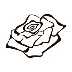 Vector illustration of flower. Hand drawn black rose  isolated on the white background. Inc painting.
