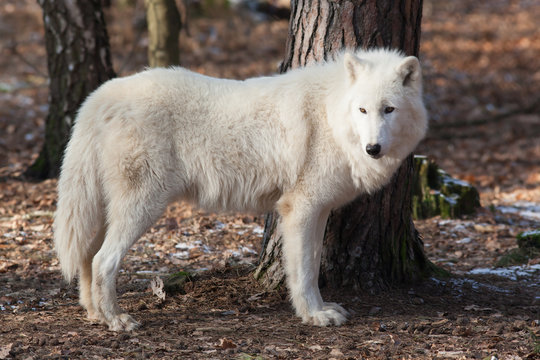 Fototapeta white wolf in forest