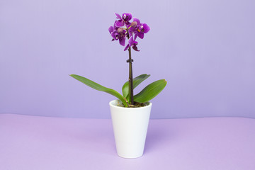 Mini Orchid plant in a white pot