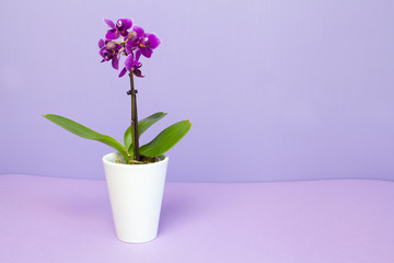 Fototapeta na wymiar Mini Orchid plant in a white pot