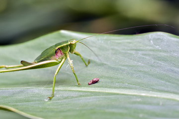 Insect of the Orthoptera order sighted in the Atlantic Forest