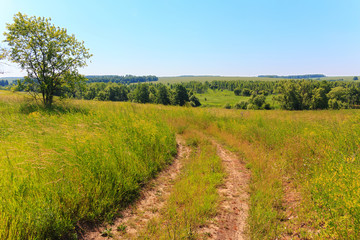 Field dirt road in the summer on a hilly area