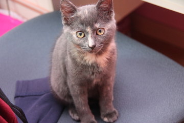 Chaton
