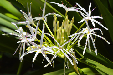 Poison bulb Latin name Crinum asiaticum flowers