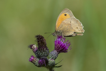 Brown meadow feeding on Thistle flowers