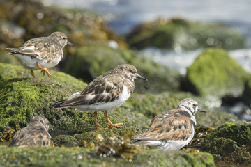 Ruddy turnstone wading bird, Arenaria interpres, foraging in between the rocks at the shore. These birds live in flocks at shore and are migratory.