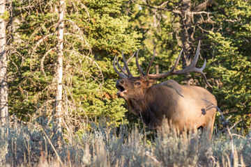 Bull Elk Bugling in the Rut