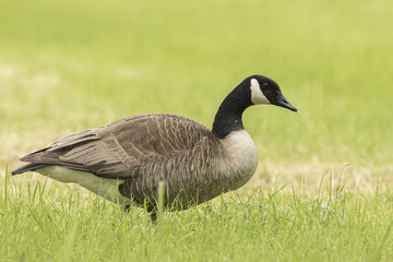 Close-up of a Canada goose (Branta canadensis) walking in a meadow