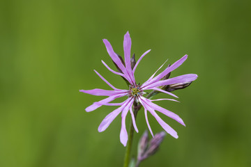 Ragged-Robin flowers, Lychnis flos-cuculi, blooming in a meadow with bright colors and natural sunlight.