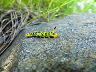 Hawk-moth caterpillar