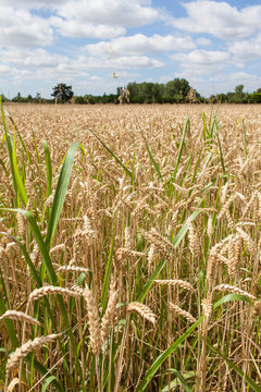 Champ bl&eacute; de force